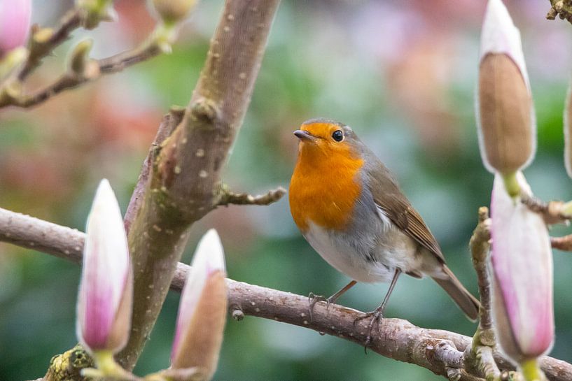 Roodborst van Rob Rijfkogel