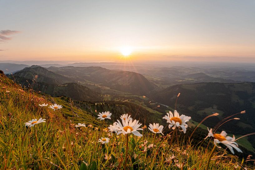 Hochgrat at sunset with daisies and a view of Lake Constance by Leo Schindzielorz