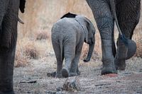 Éléphant