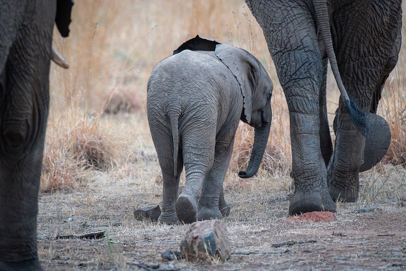 Olifant van Ralf Linckens