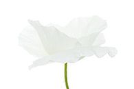 White Poppy on white background by Tanja van Beuningen thumbnail