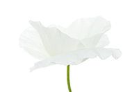 Witte Klaproos op witte ondergrond