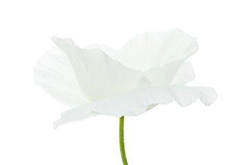 White Poppy on white background by Tanja van Beuningen