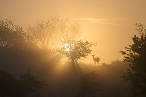 Hirsch im goldenen Licht