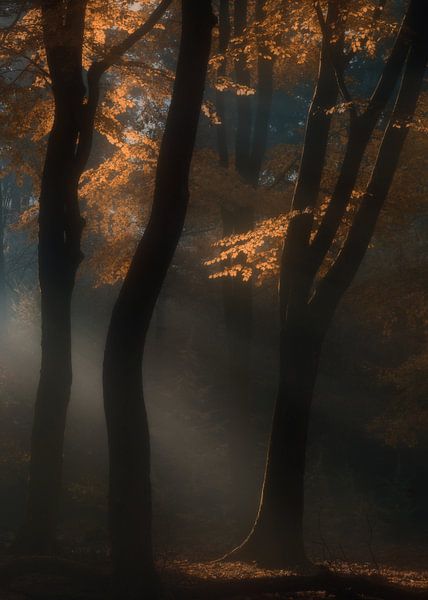 Het bos van Loulou Beavers