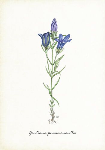 Clock Gentian