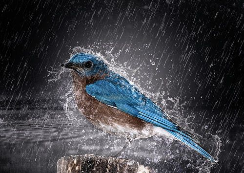 Een voge geniet van de regen