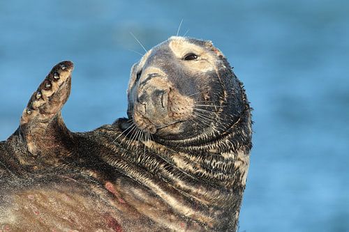 Grijze zeehond (Halichoerus grypus) Stier, Helgoland Duitsland