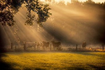 vaches de pâturage sur Egon Zitter