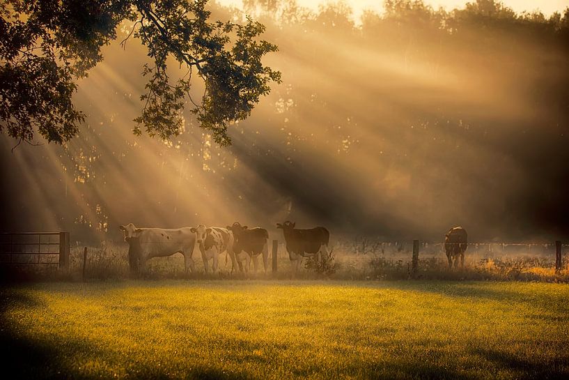 vaches de pâturage par Egon Zitter