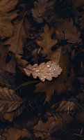 Feuille avec gouttes de pluie
