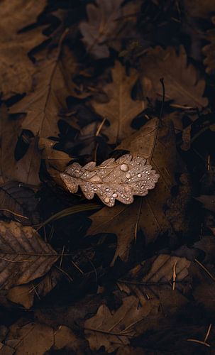 Blad met regendruppels