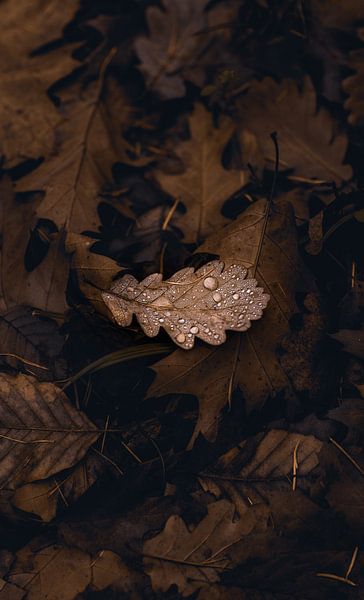 Feuille avec gouttes de pluie par Anna Davis