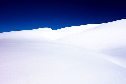 Un arbre dans la neige ?