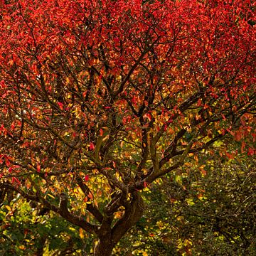 Spindel im Herbstlaub von KCleBlanc Photography