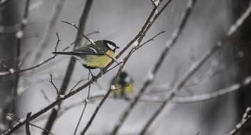 Two birds van Mark Zanderink