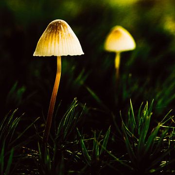 Forest Lanterns by Fotografie Jeronimo