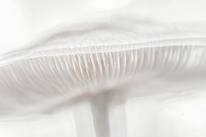 Champignon doux et clair