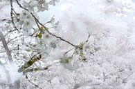 Weiße Blüte | Frühling | Naturfotografie von Nanda Bussers Miniaturansicht