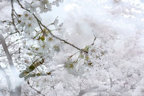 Weiße Blüte | Frühling | Naturfotografie