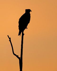 Balbuzard au lever du soleil