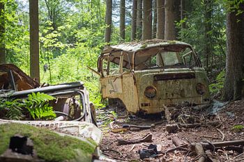 In to the woods