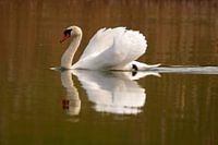 Swan