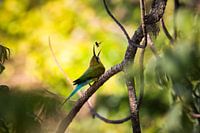 Bienenfresser (Sri Lanka)