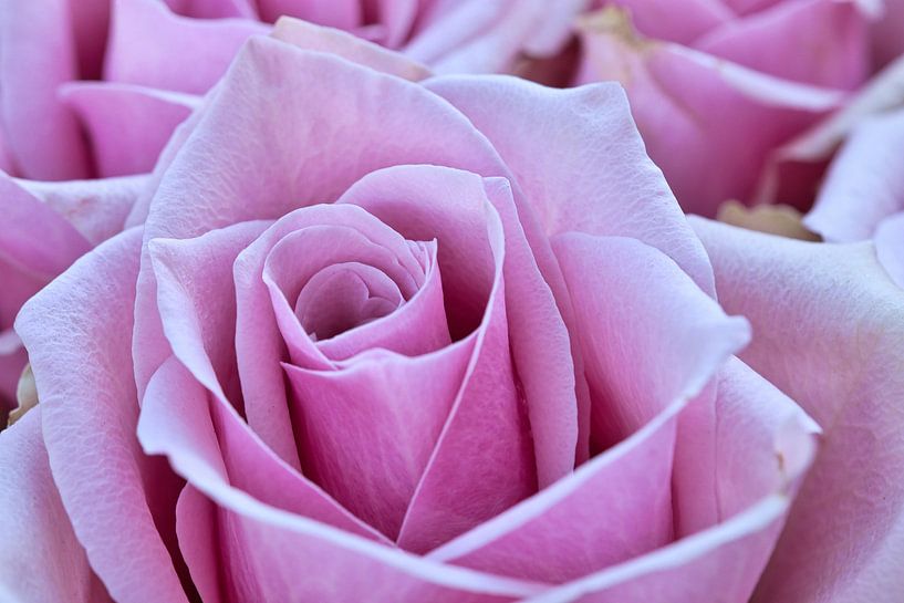 Close-up of a rose in full bloom, bright colours, fine textures. by Martin Köbsch