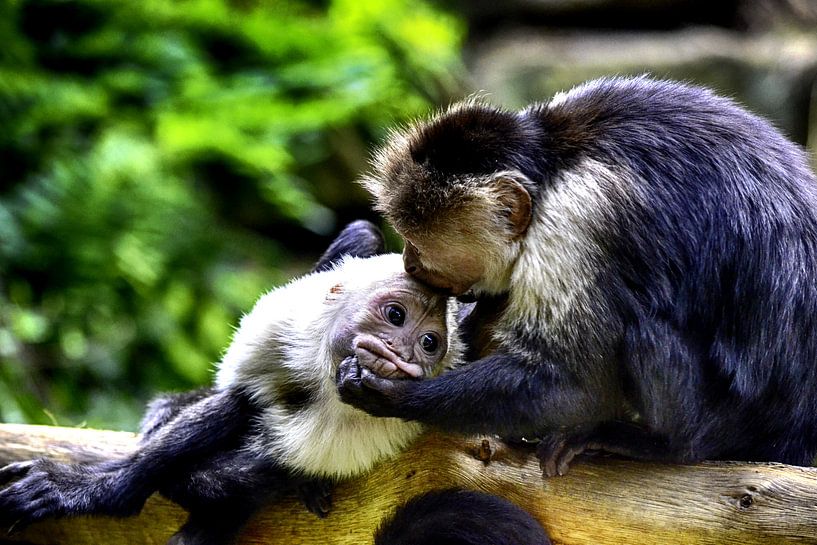 Aapjes par Sidney Portier