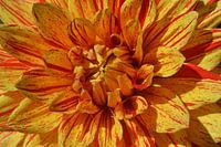 Dahlia
