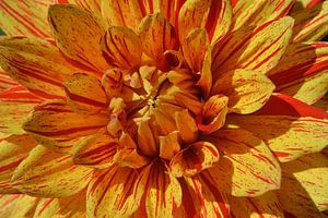Dahlia