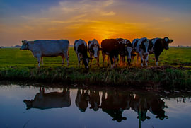 Des vaches au coucher du soleil sur Marjolein Deelen
