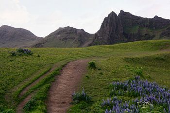 Green Iceland with lupins in spring