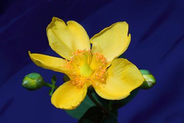 Gele bloem Hypericum Beanii van Jolanta Mayerberg