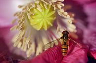 Een zweefvlieg op een papaverbloesem van Ulrike Leone thumbnail