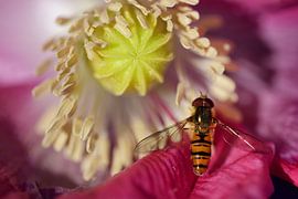 Eine Schwebfliege auf einer Mohnblüte von Ulrike Leone