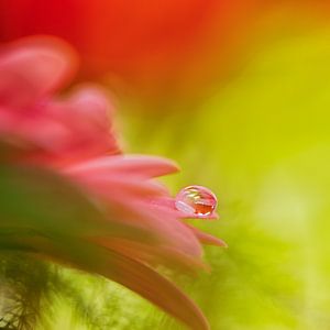Tropfen auf rosa Blume