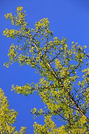 Ginkgo by Thomas Jäger