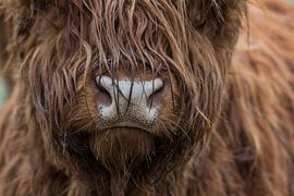 Scottish Highlander cow portrait
