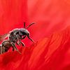 Abeille dans un coquelicot sur Wilna Thomas
