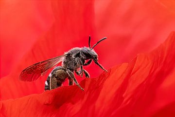 Bee in poppy by Wilna Thomas