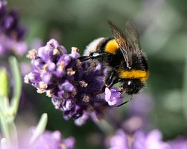 Bumblebee on lavender by Eric Sweijen