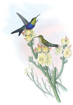 Cayenne Wood-Nymph, John Gould van Hummingbirds