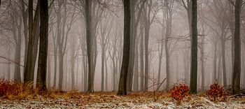 Foggy day