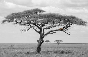Leopard im Baum von Tom van de Water
