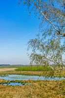 Vue sur la Fochteloërveen