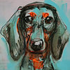 Hunde Bilder