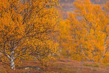 Herfstkleuren met berkenbomen in Noorwegen van Andy Luberti