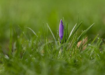 Krokus met dauwdruppels van Jett Fotografie